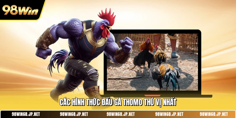 Các hình thức đấu gà Thomo thú vị nhất 